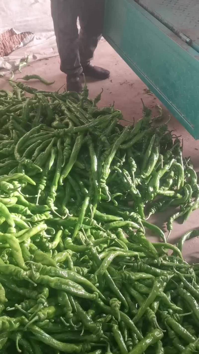 精品螺丝椒