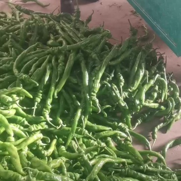 精品螺丝椒