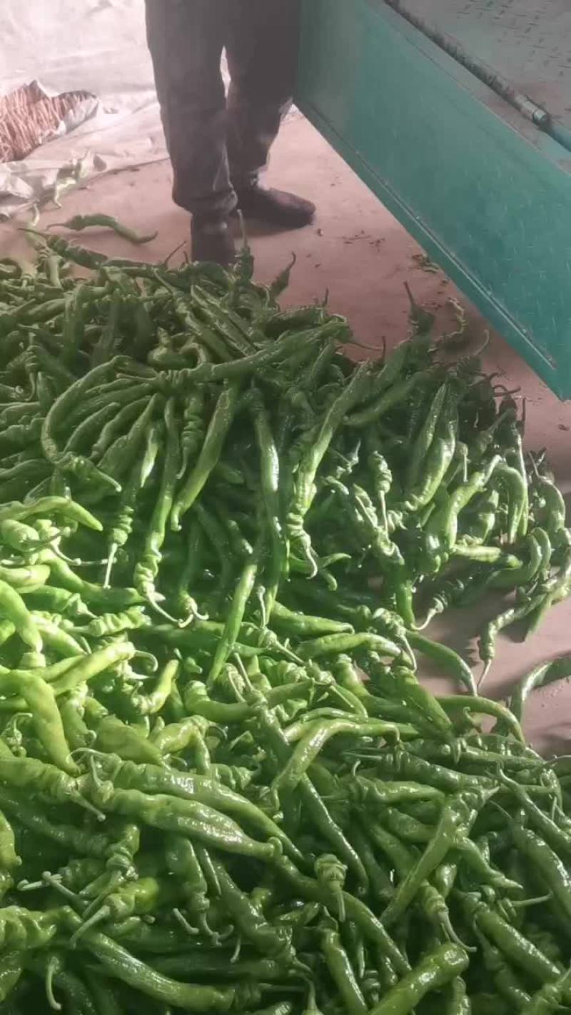 精品螺丝椒