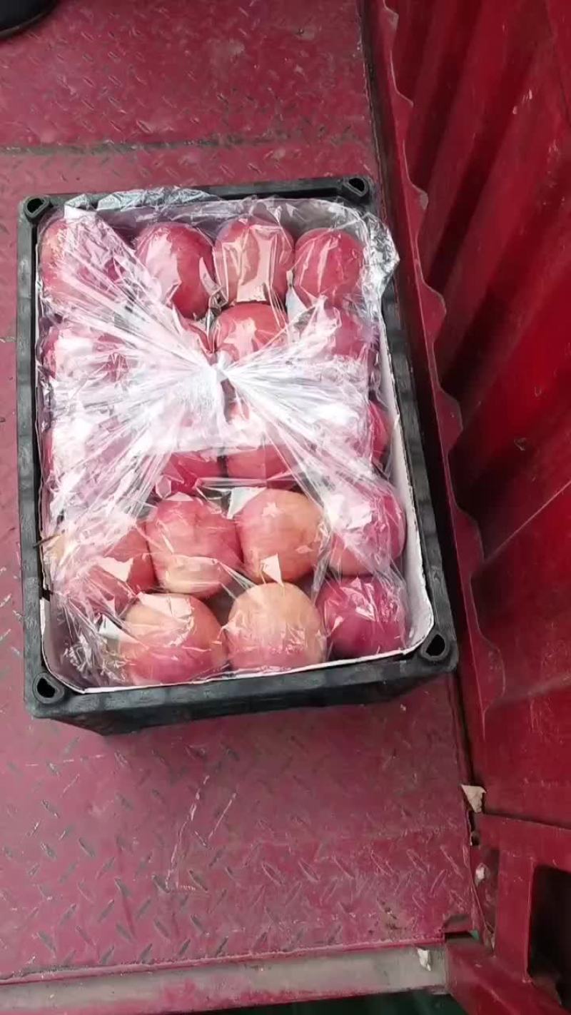 红富士苹果