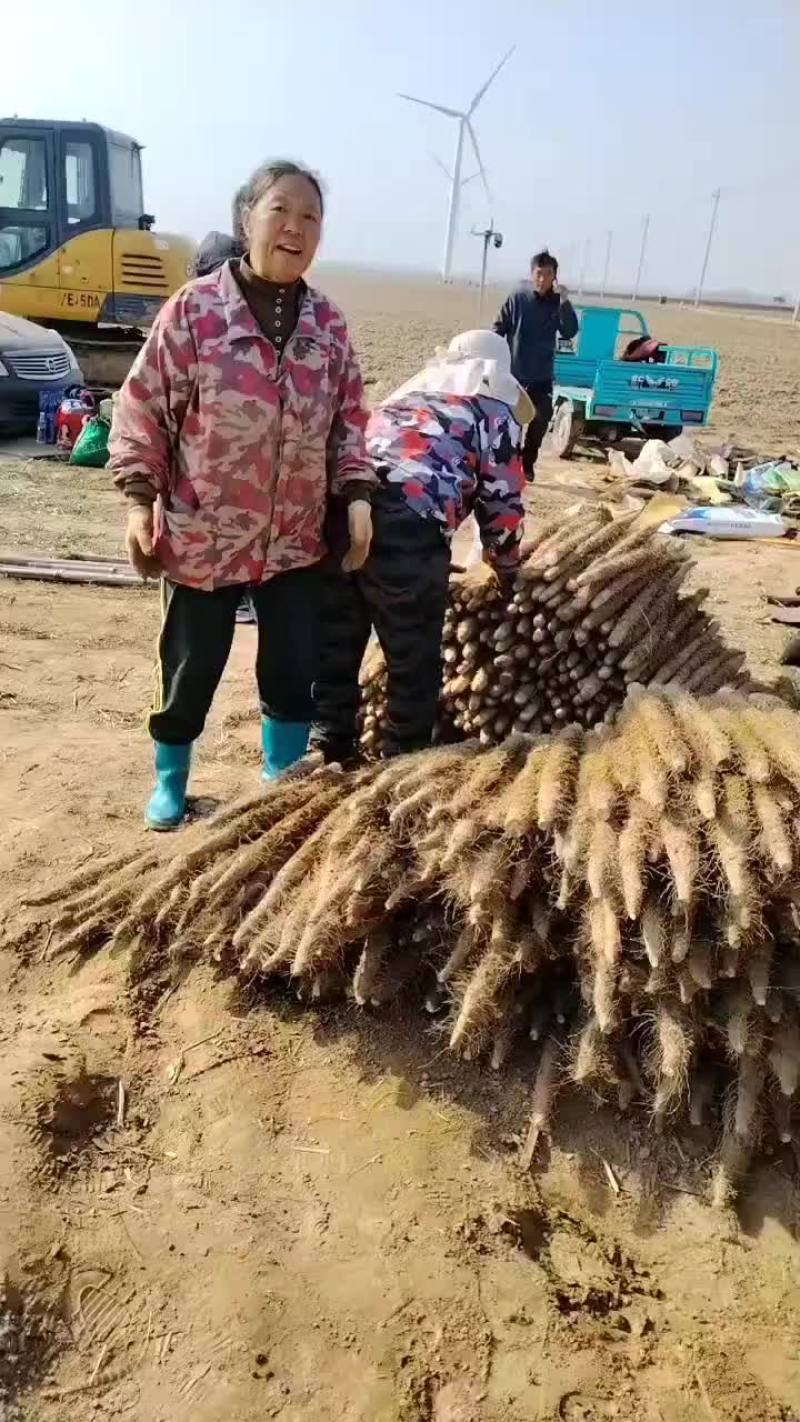 河南省安阳市内黄县沙土地山药大量上市现有双棒麻山药