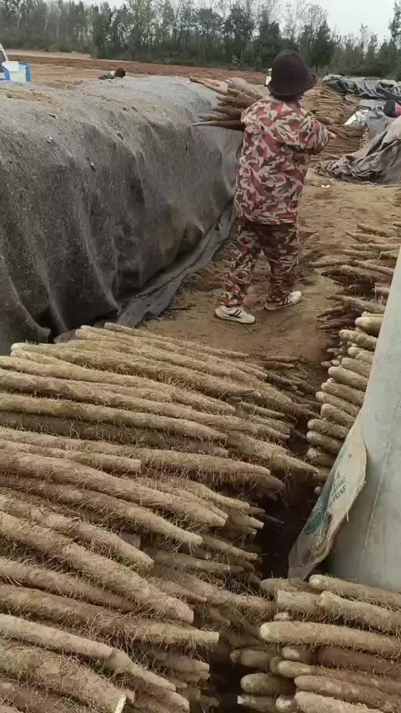 河南省安阳市内黄县沙土地山药大量上市现有双棒麻山药