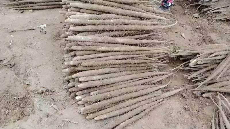 河南省安阳市内黄县沙土地山药大量上市现有双棒麻山药