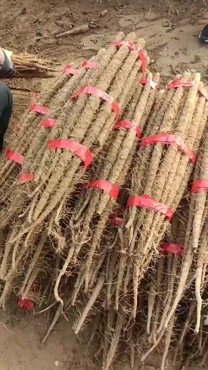 河南省安阳市内黄县沙土地山药大量上市现有双棒麻山药