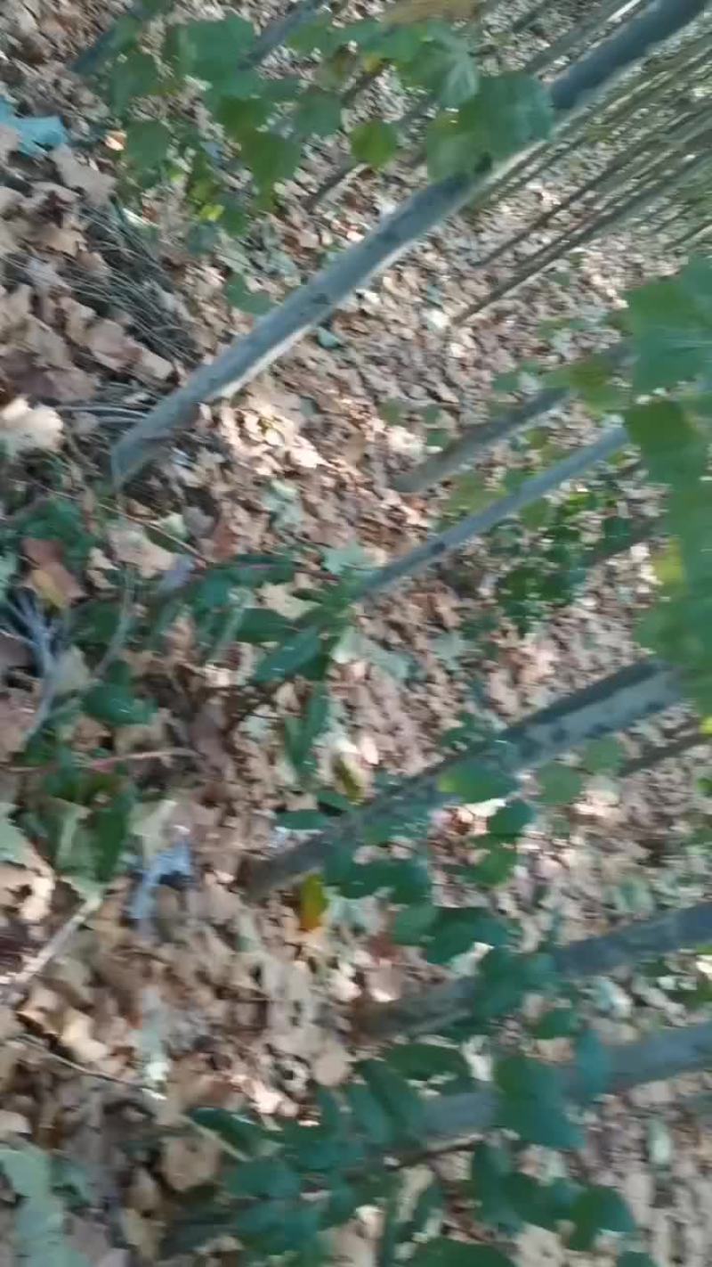法桐，白蜡树
