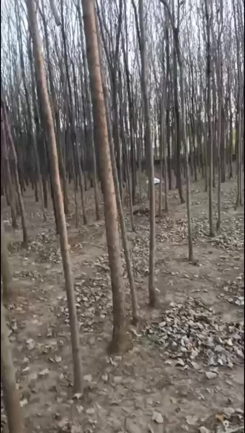 法桐，白蜡树