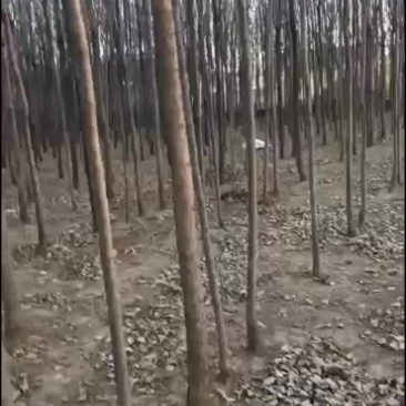 法桐，白蜡树