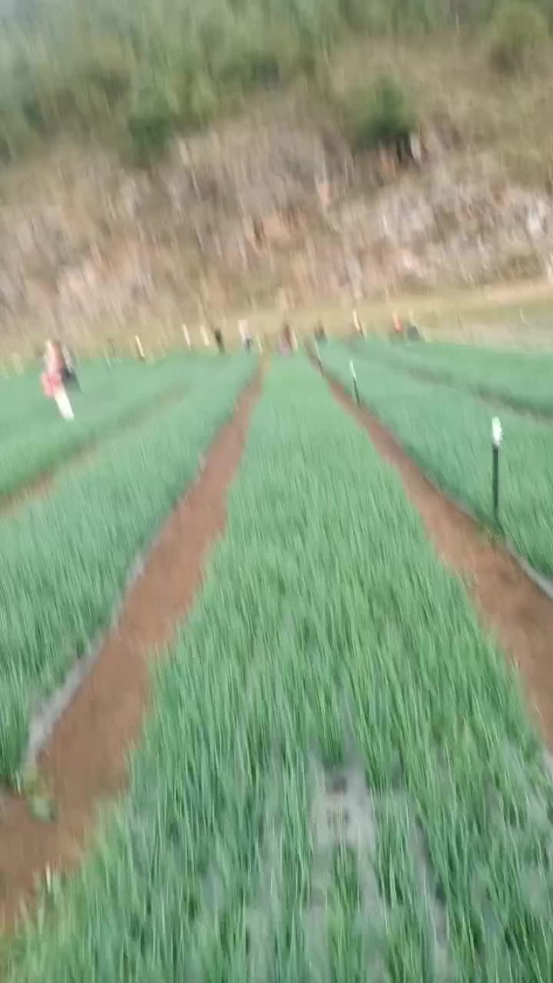 小葱香葱黑葱标准葱四季不断货