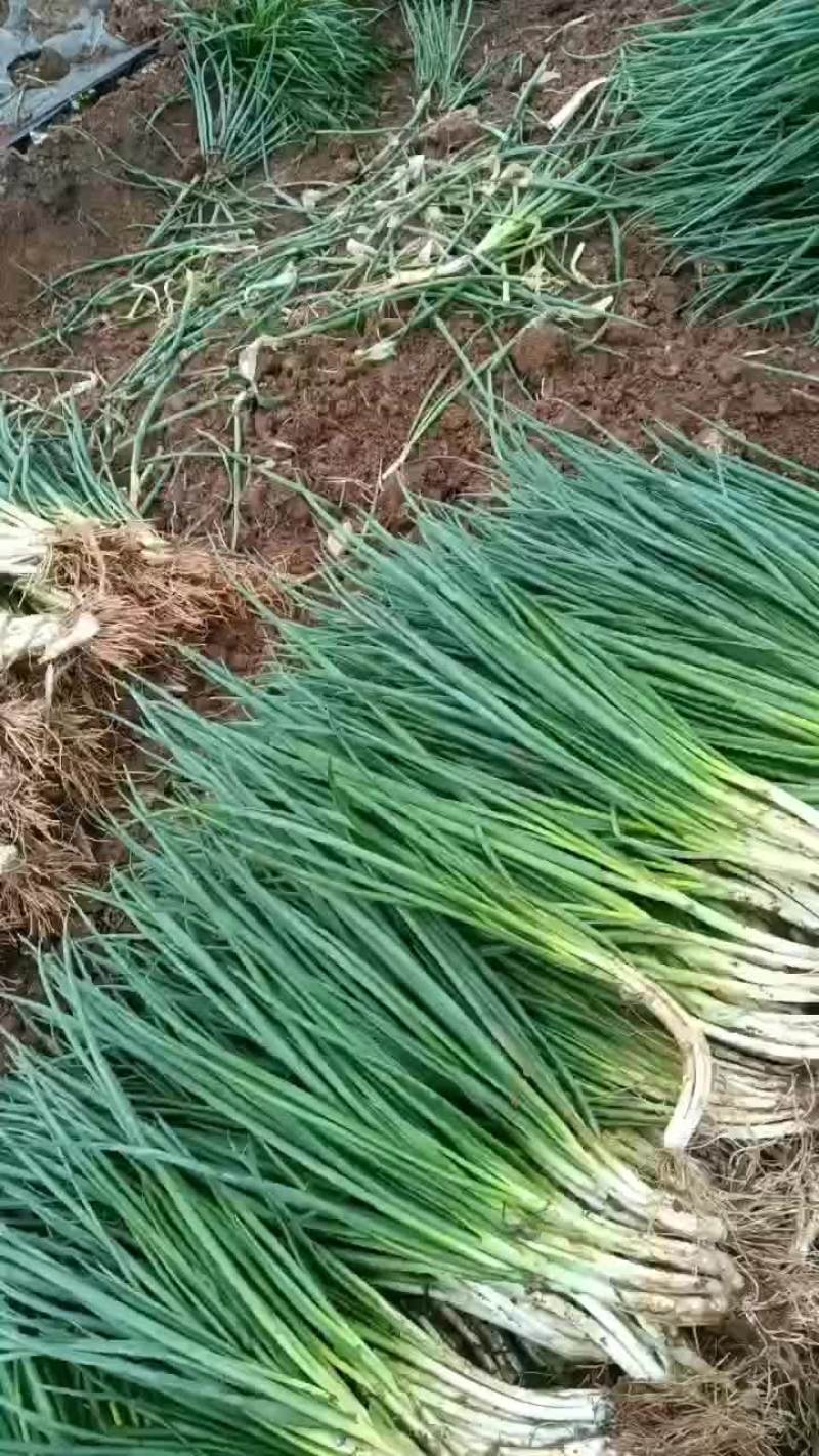 小葱香葱黑葱标准葱四季不断货