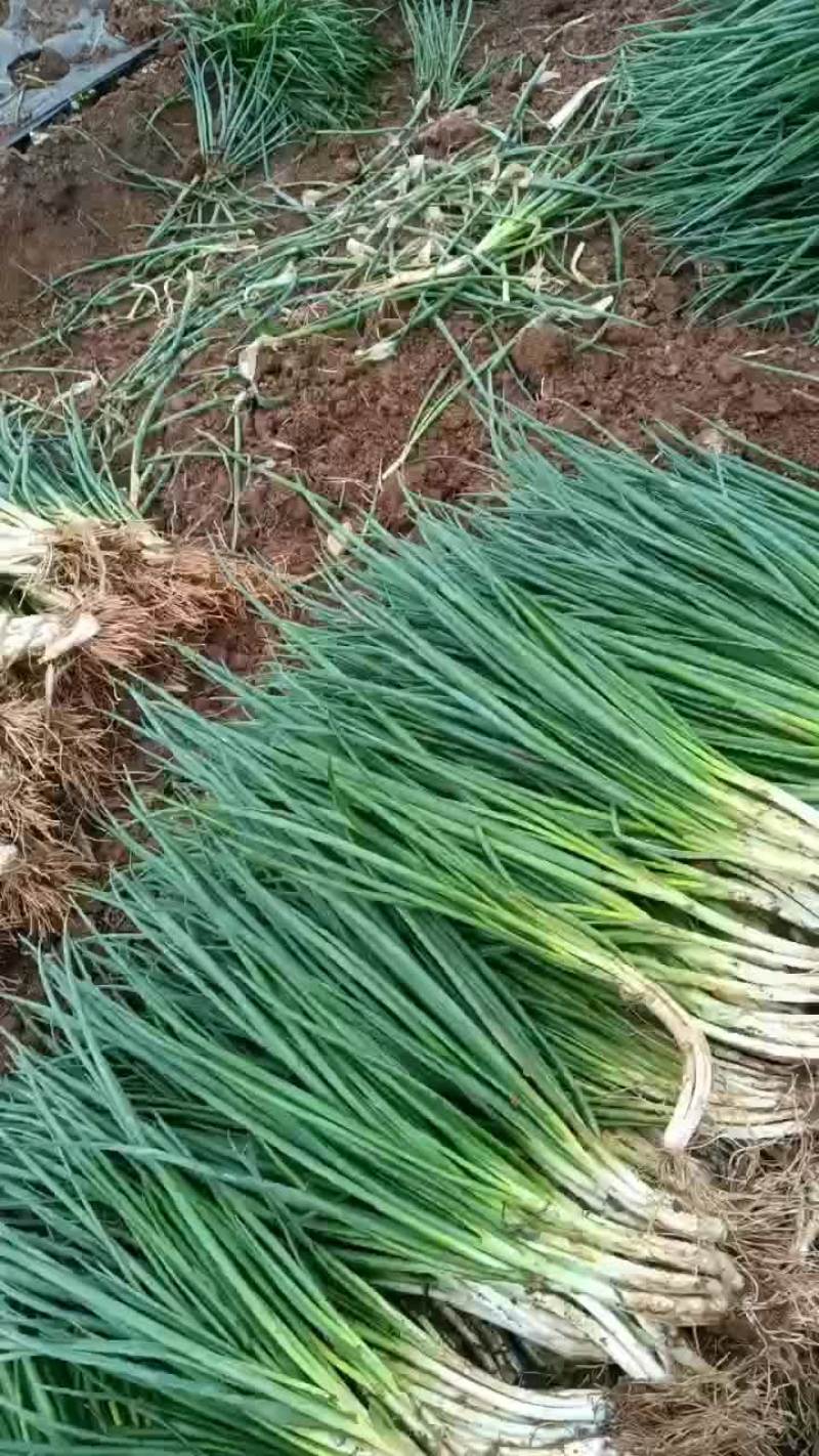 小葱香葱黑葱标准葱四季不断货