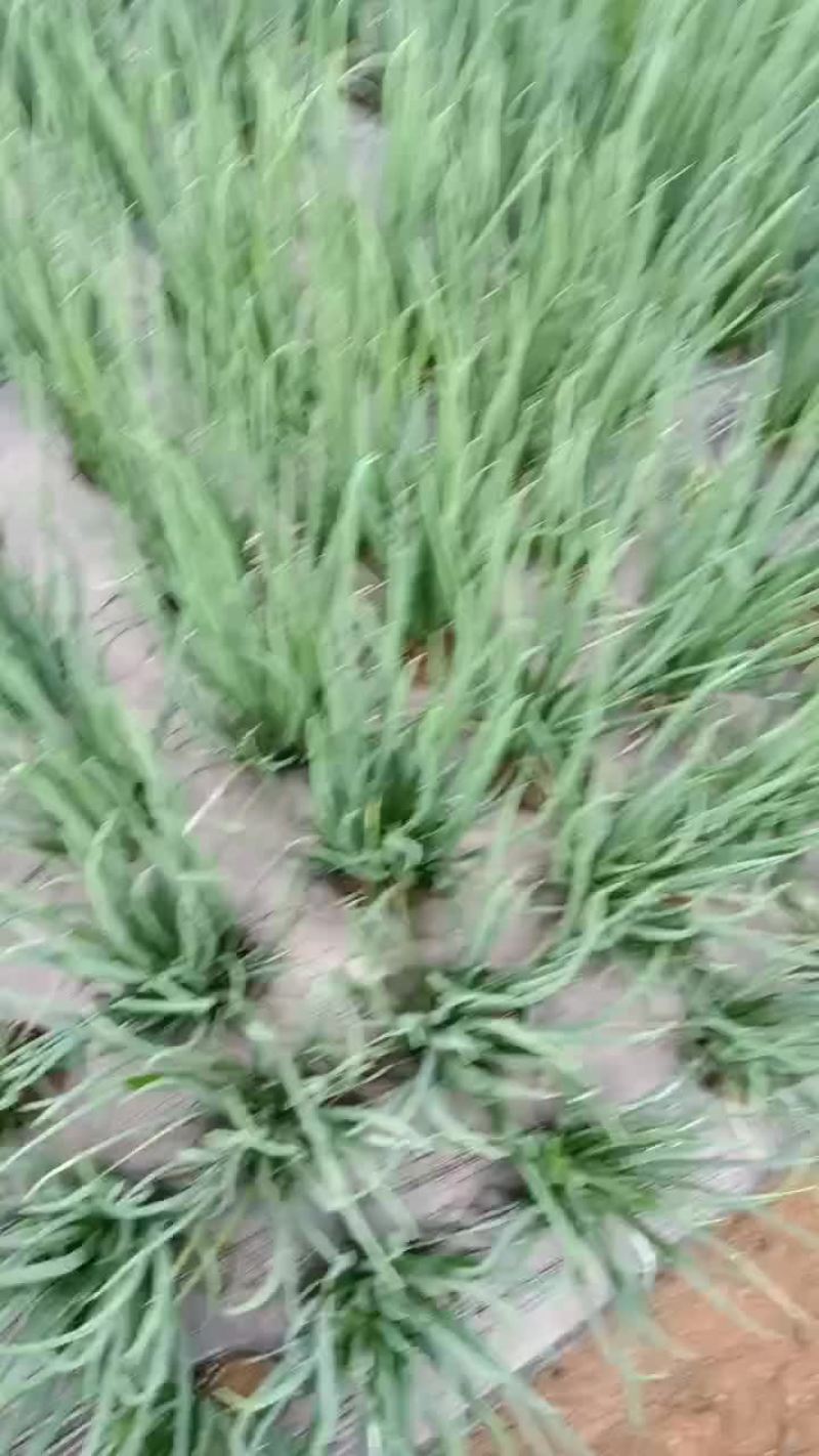 小葱香葱黑葱标准葱四季不断货