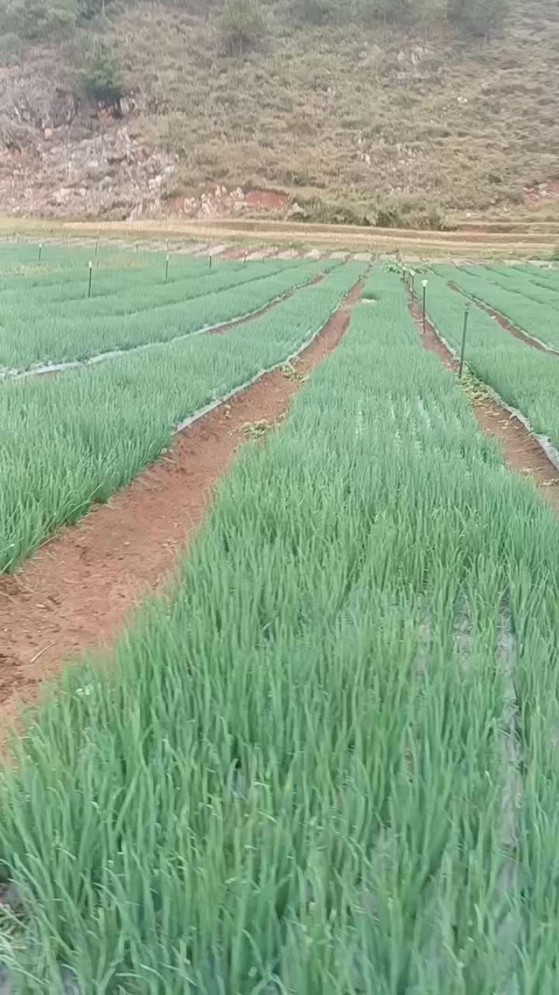 小葱香葱黑葱标准葱四季不断货