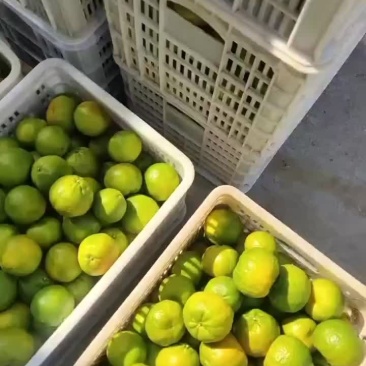 衢州蓬柑