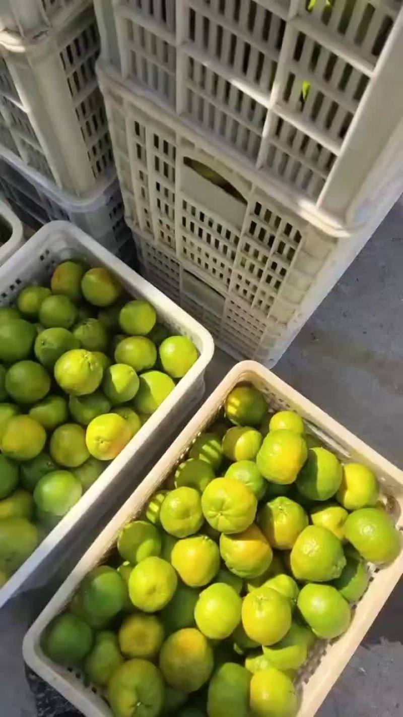 衢州蓬柑