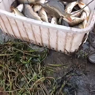 稞鲤。大量供应稞鲤.保证质量.诚信经营.可送鱼上门