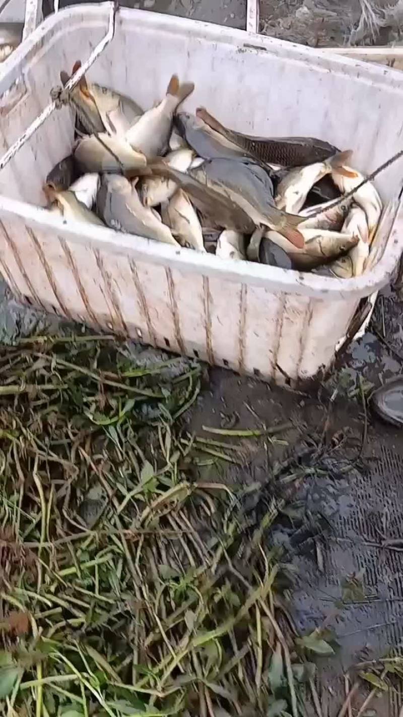 稞鲤。大量供应稞鲤.保证质量.诚信经营.可送鱼上门