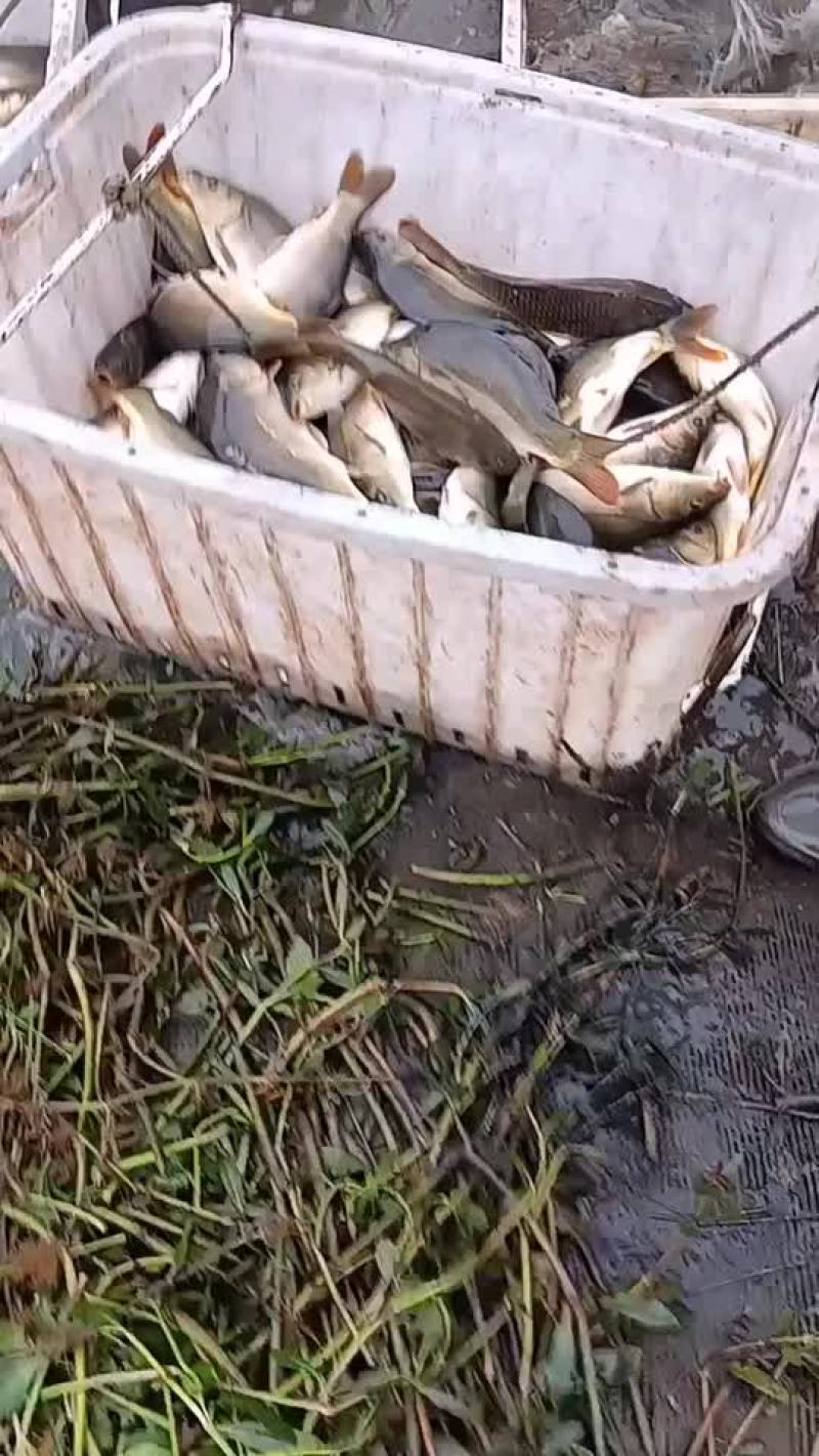 稞鲤。大量供应稞鲤.保证质量.诚信经营.可送鱼上门