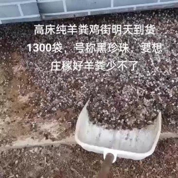 纯羊粪蛋蛋