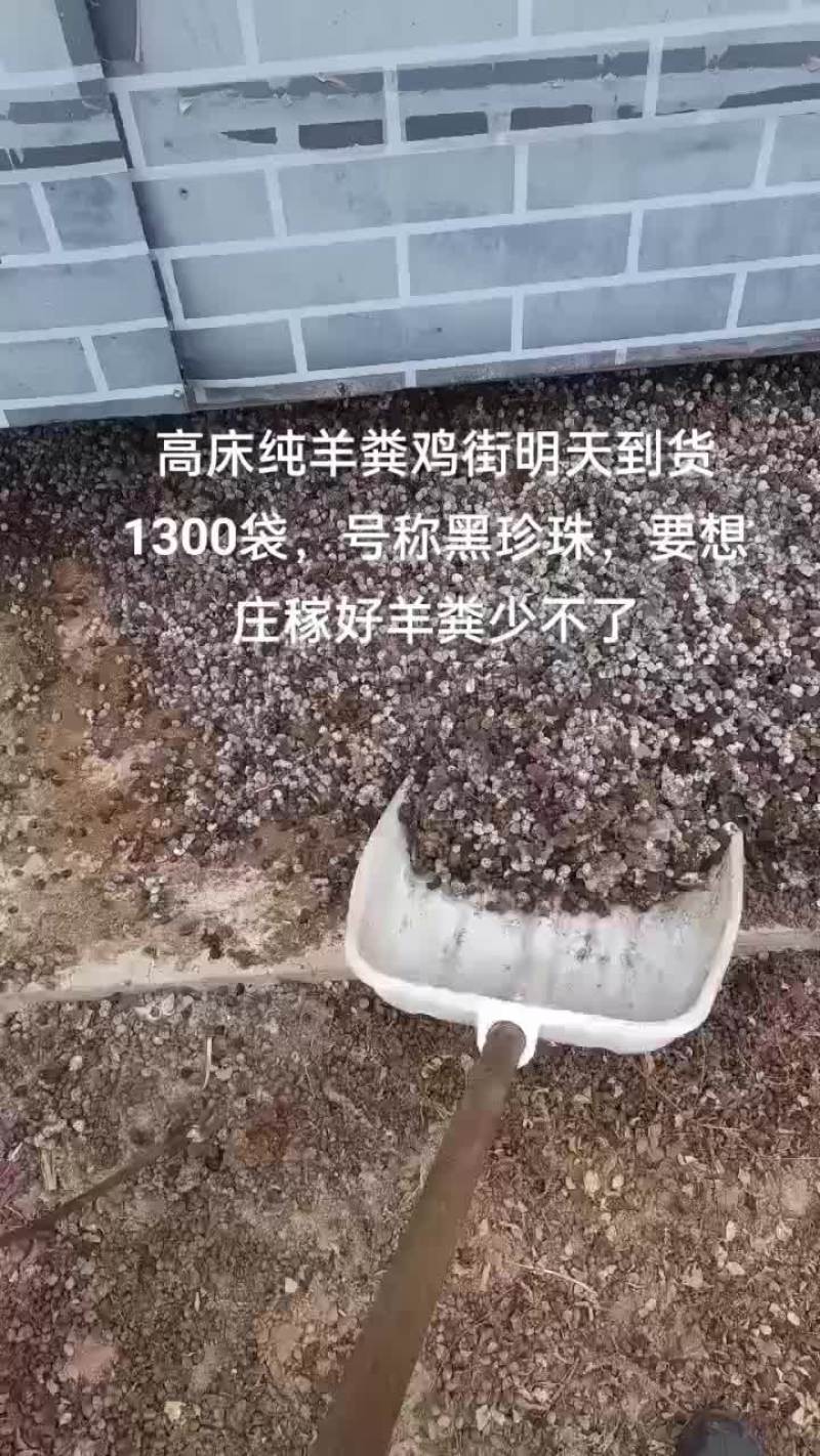 纯羊粪蛋蛋