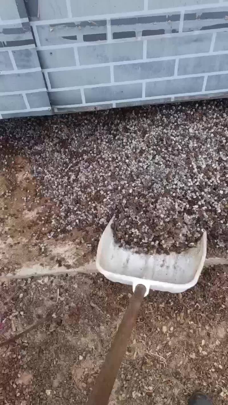 纯羊粪蛋蛋