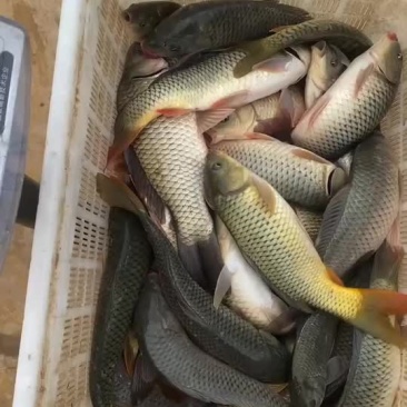 钓厂鲤鱼