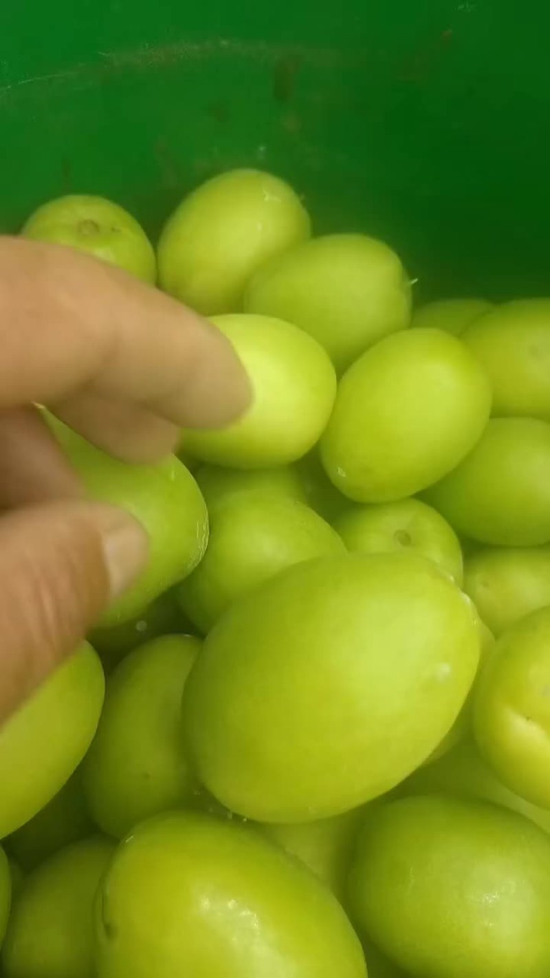 元谋