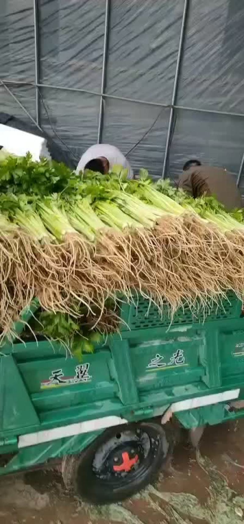 蔬菜代办