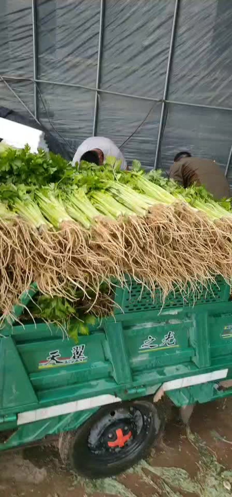 蔬菜代办