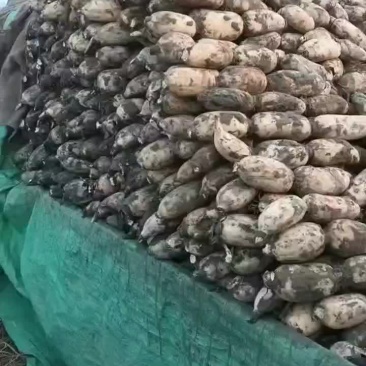 黄河白莲藕大量上市