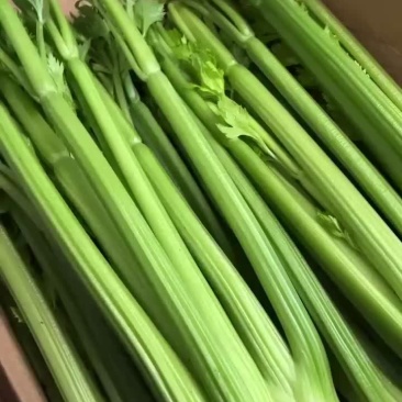 精品大棚西芹，芹菜