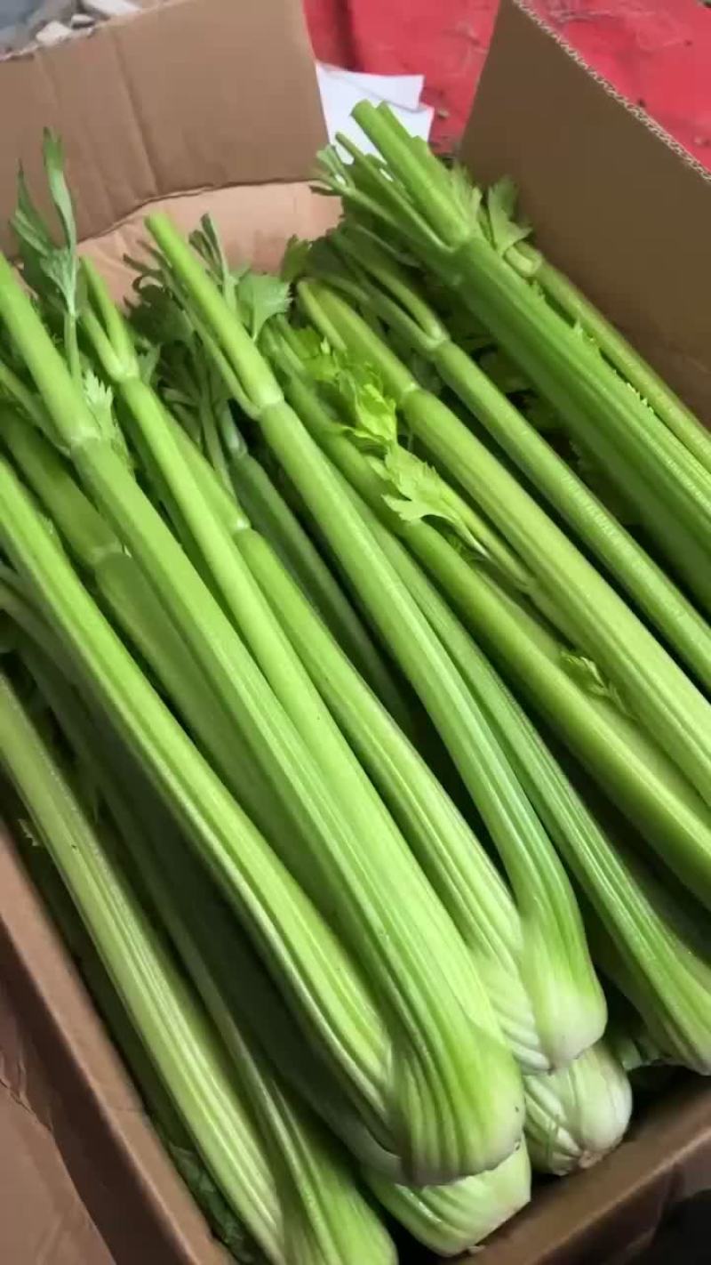 精品大棚西芹，芹菜