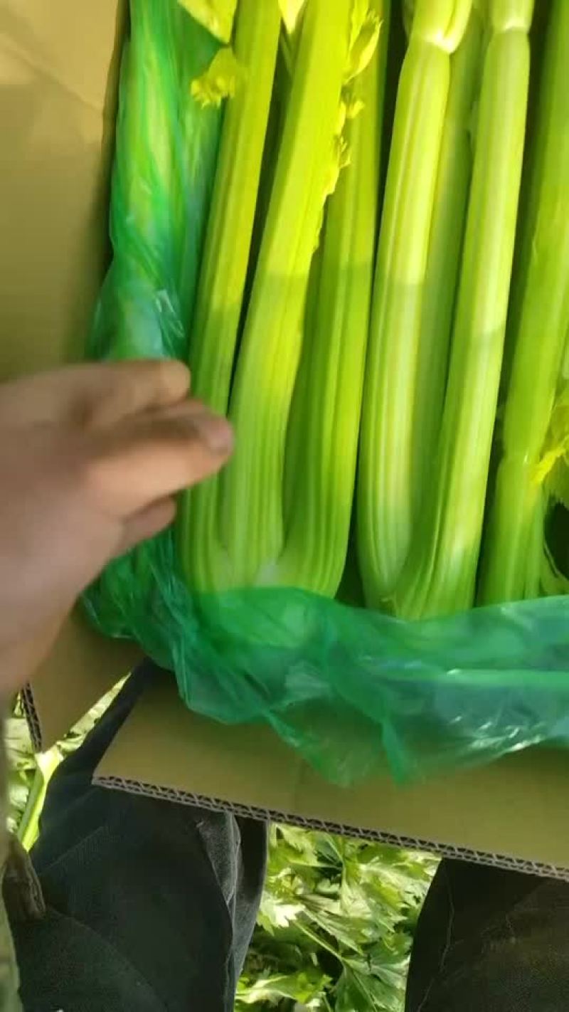 精品大棚西芹，芹菜