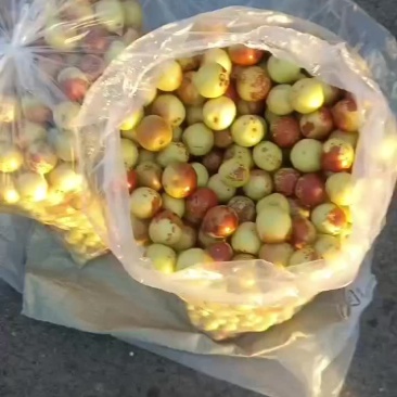 沾化冬枣拐二