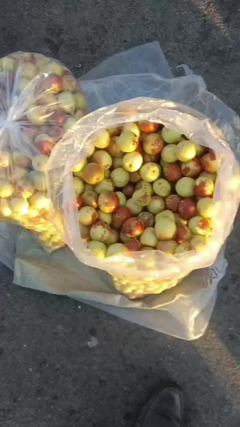 沾化冬枣拐二