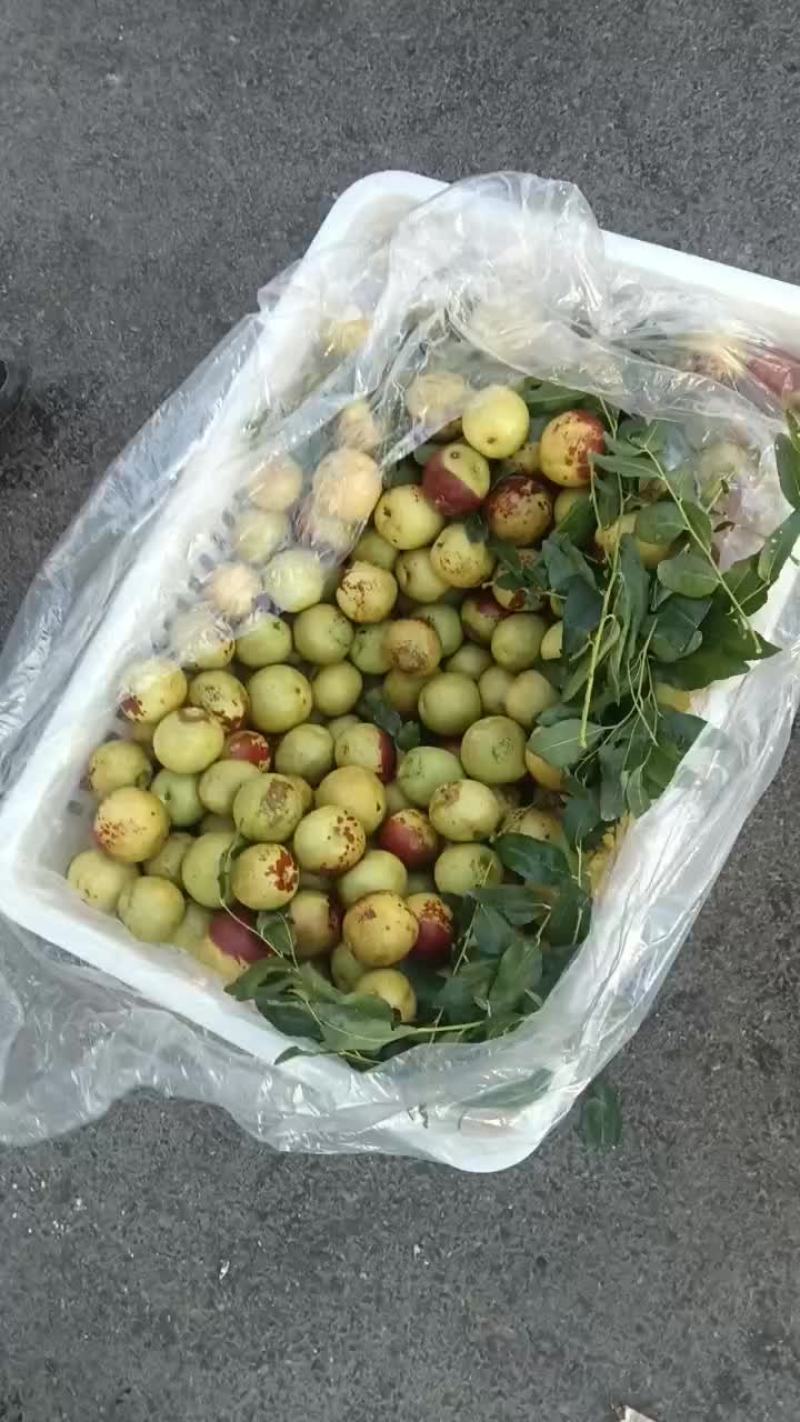 沾化冬枣拐二