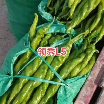 全螺大果螺丝椒苗，育苗基地直发，量大优惠