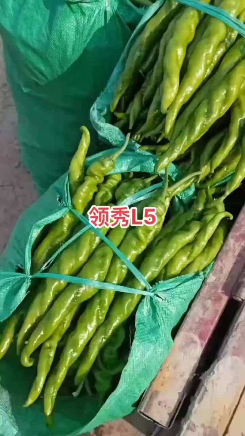 全螺大果螺丝椒苗，育苗基地直发，量大优惠