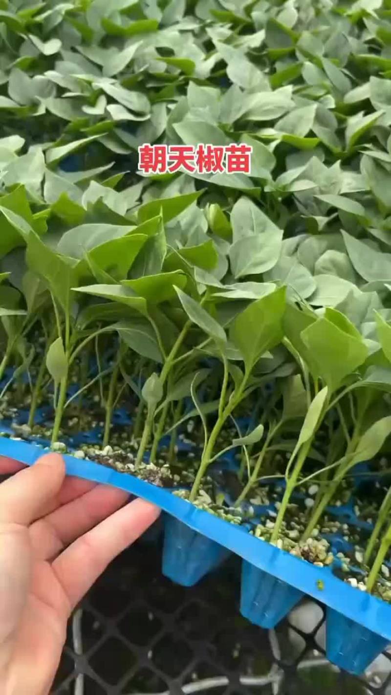 全螺大果螺丝椒苗，育苗基地直发，量大优惠