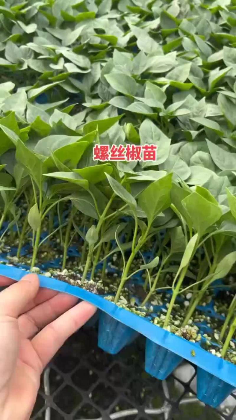 全螺大果螺丝椒苗，育苗基地直发，量大优惠