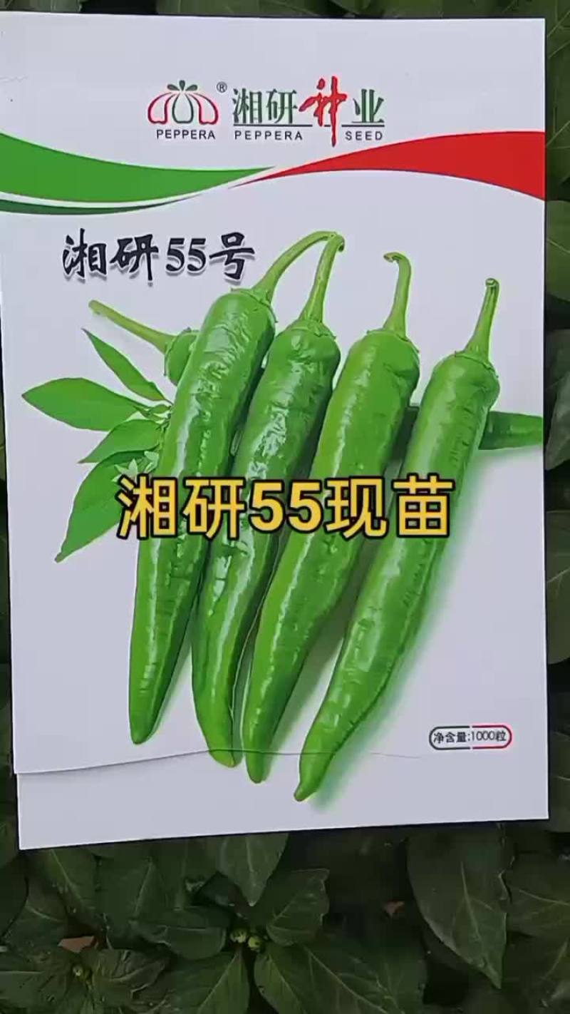 全螺大果螺丝椒苗，育苗基地直发，量大优惠