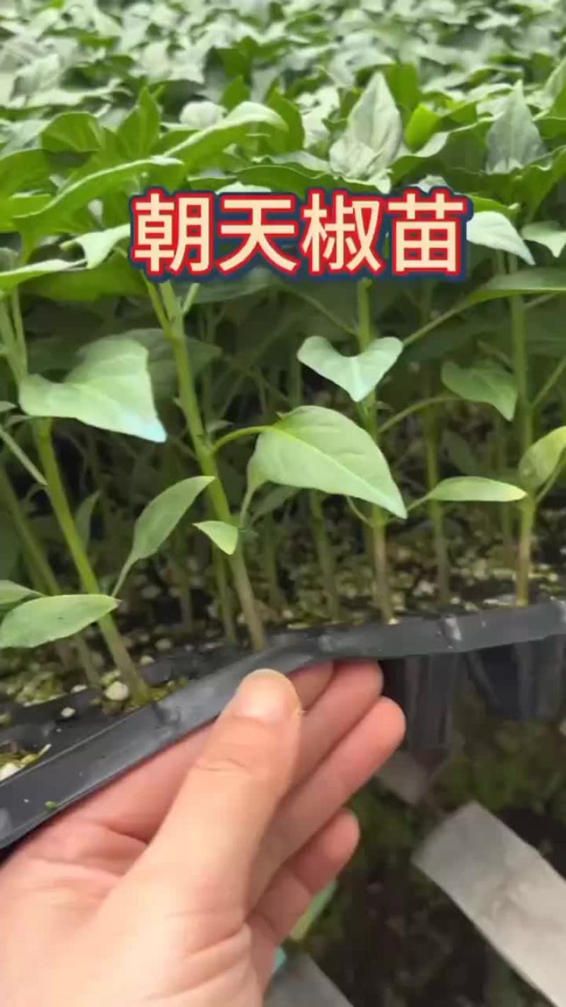 全螺大果螺丝椒苗，育苗基地直发，量大优惠