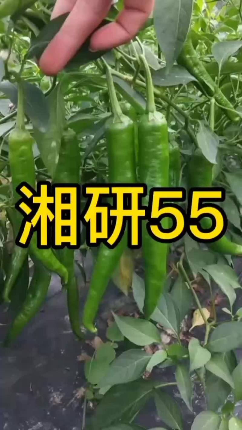 全螺大果螺丝椒苗，育苗基地直发，量大优惠