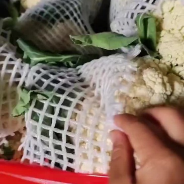 精品8o菜花大量出库