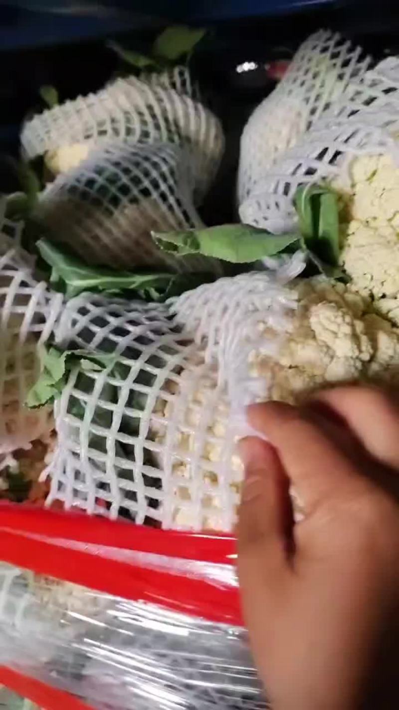 精品8o菜花大量出库