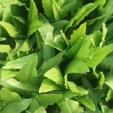 油麦