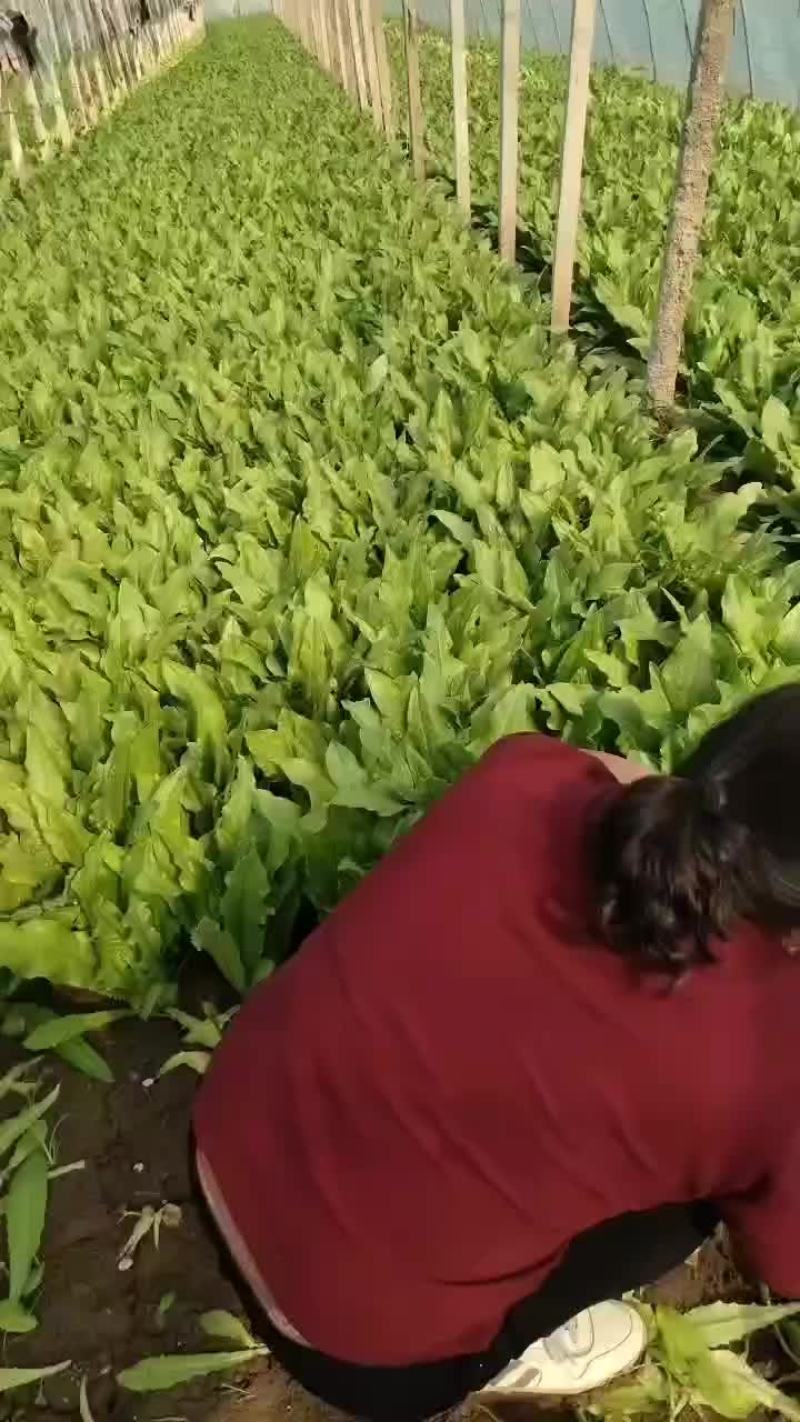 油麦