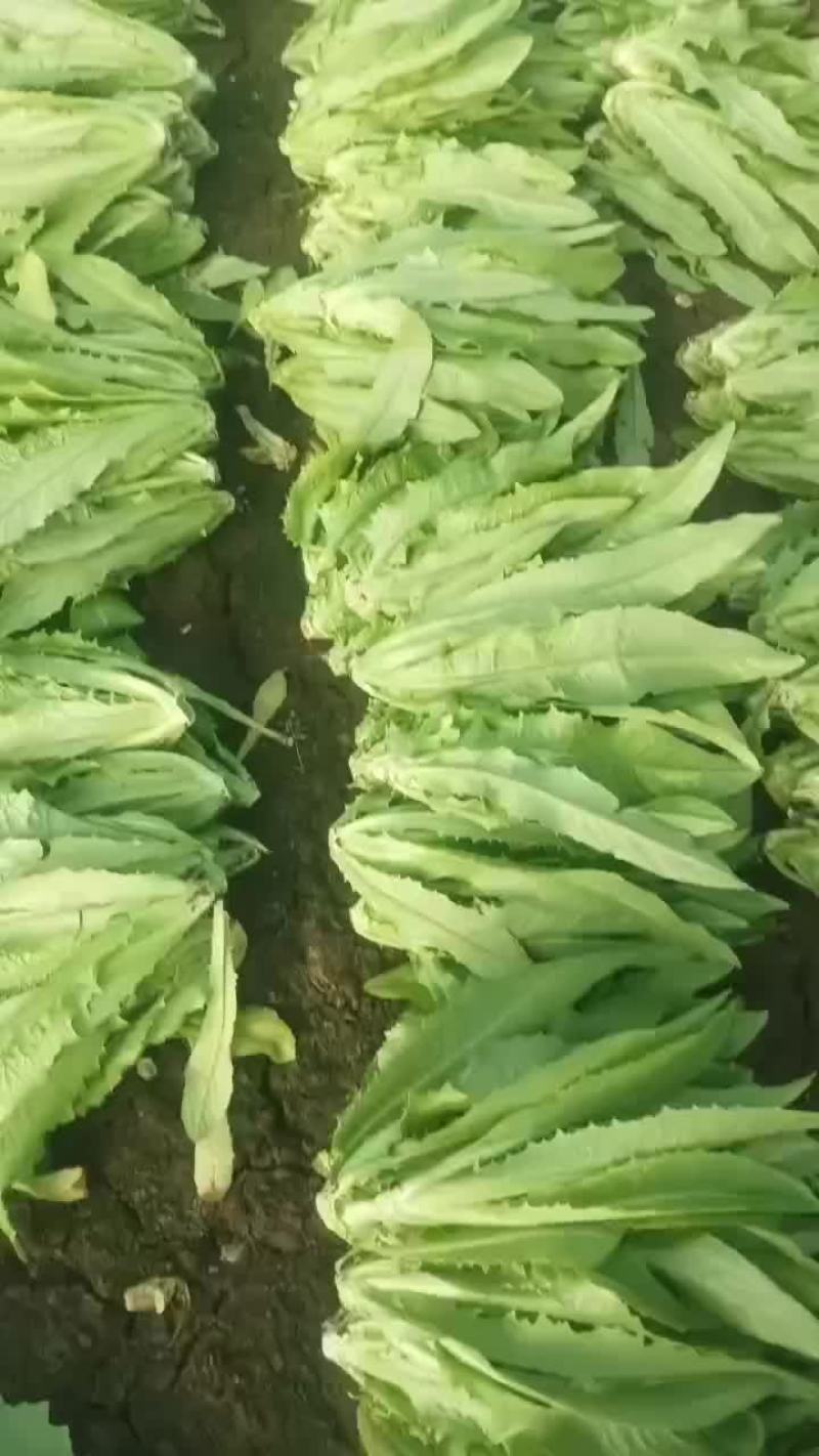 油麦