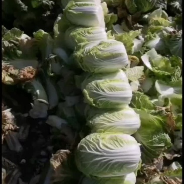 娃娃菜