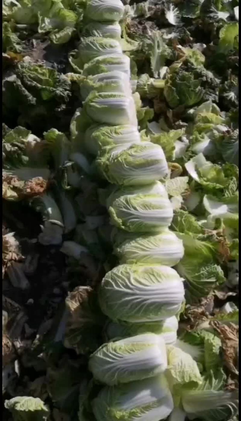 娃娃菜