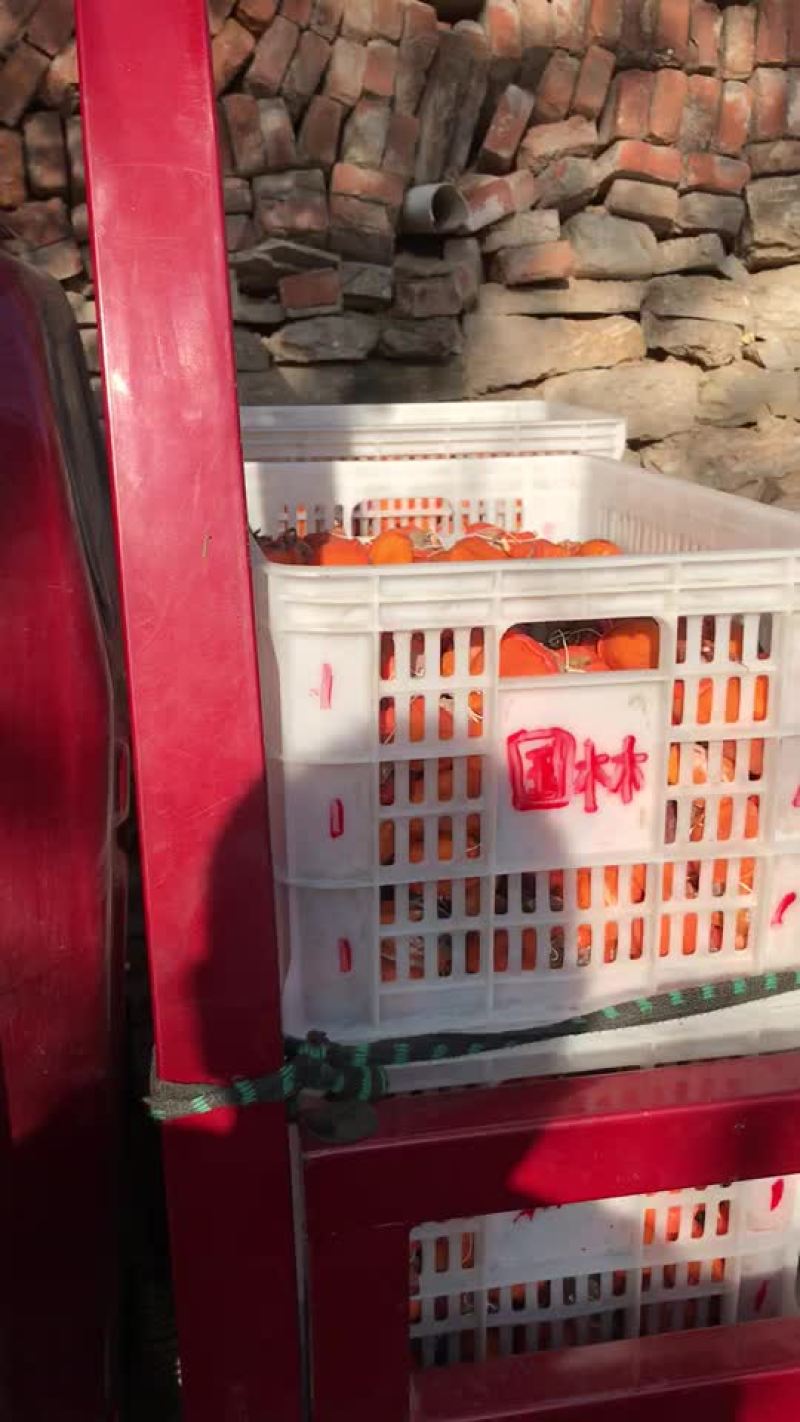 山东，柿饼